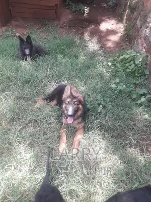 1-3 months Female Purebred German Shepherd