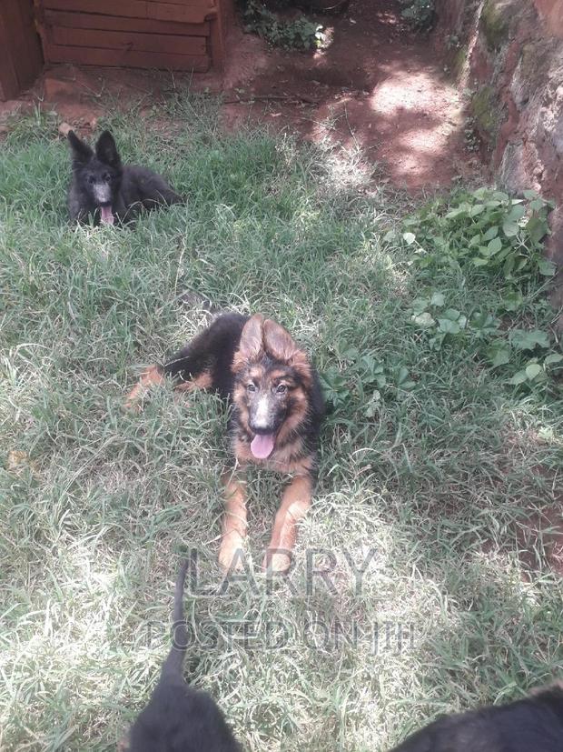 1-3 months Female Purebred German Shepherd