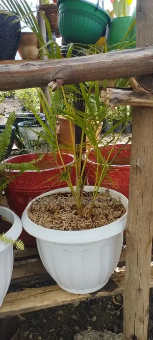 Golden Palm With the Flower Pots
