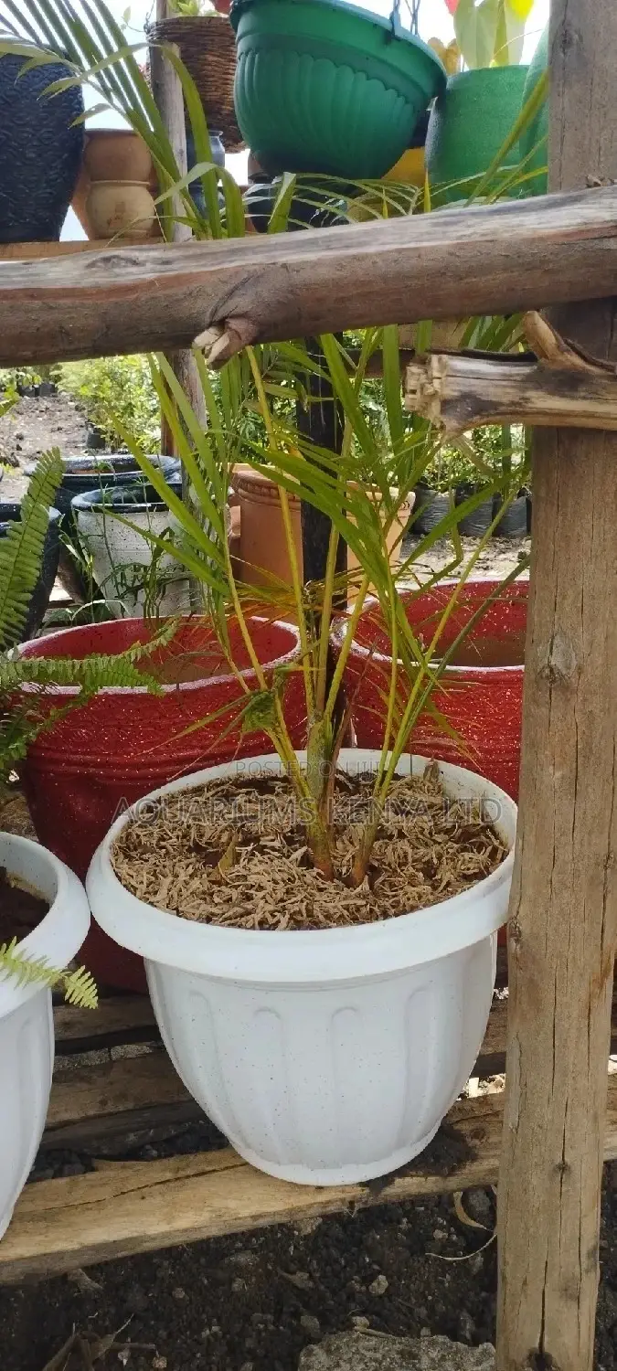 Golden Palm With the Flower Pots
