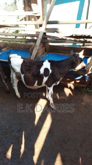 High Breed Calves(Heifer) - thumbnail 2