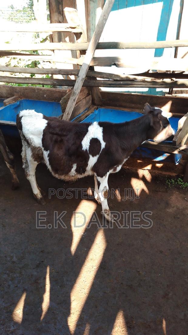 High Breed Calves(Heifer) - main view