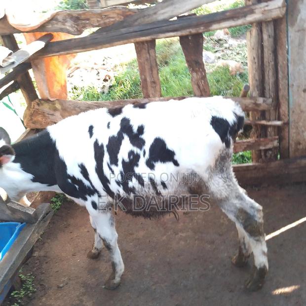 High Breed Calves(Heifer) - thumbnail 3