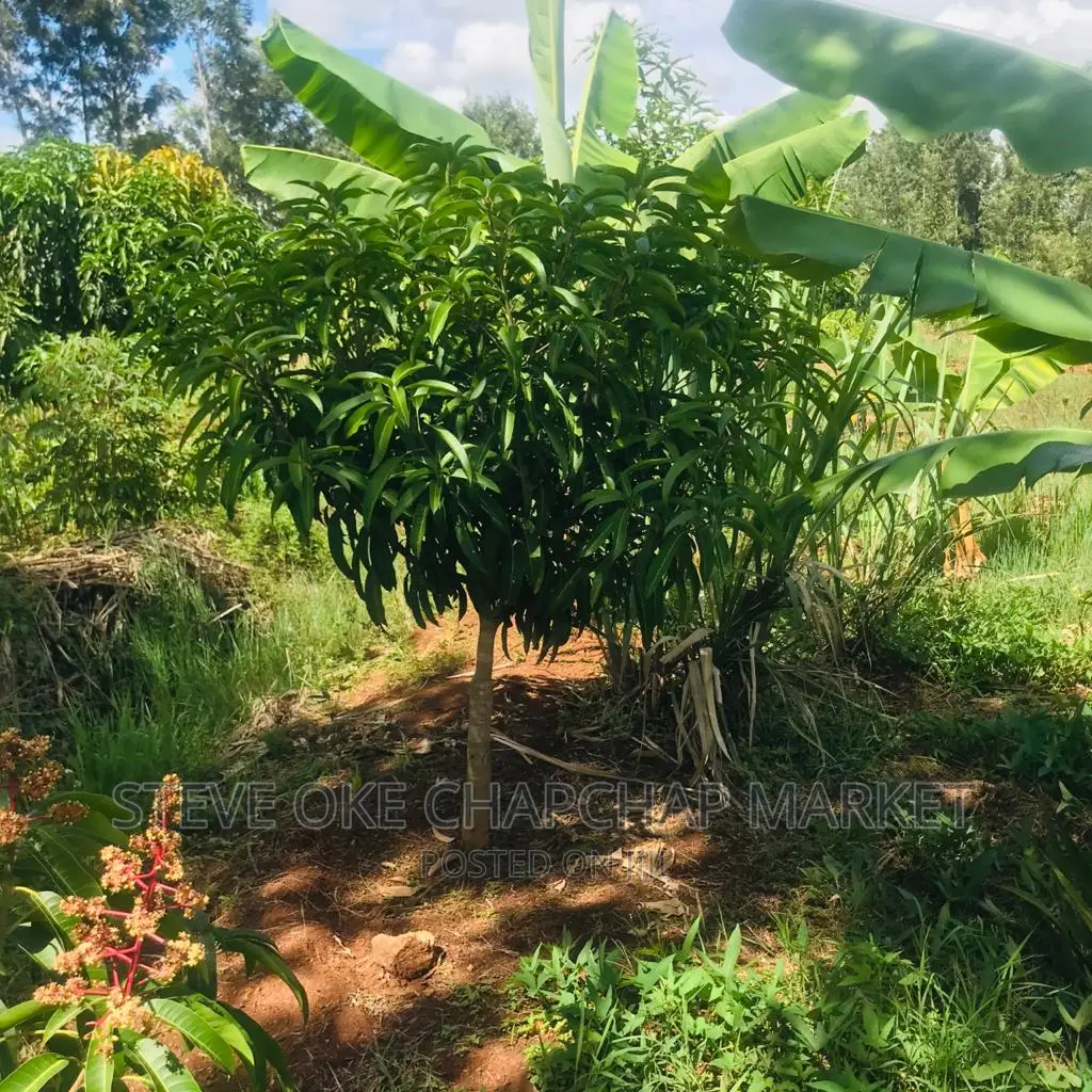1 One Acre With a 3 Bedroom House Ready Clean Title Deed