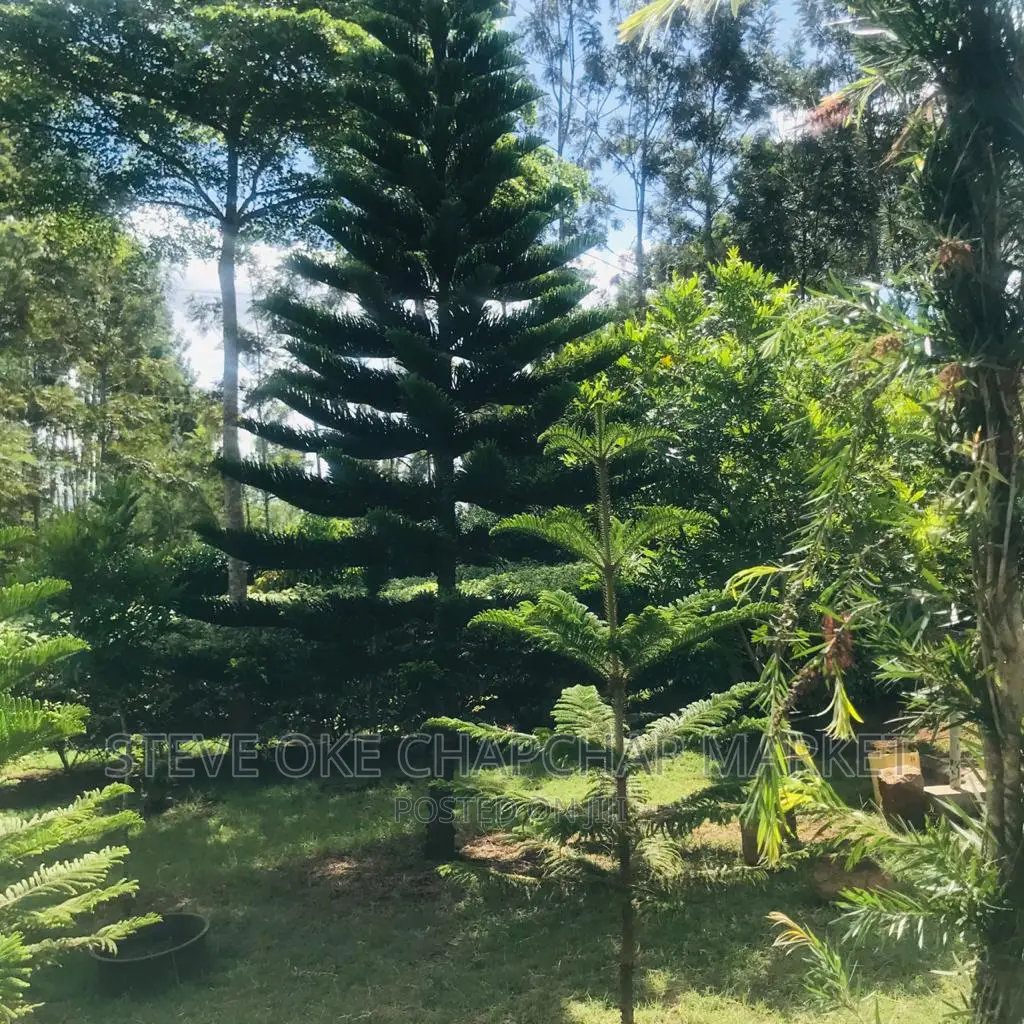 1 One Acre With a 3 Bedroom House Ready Clean Title Deed