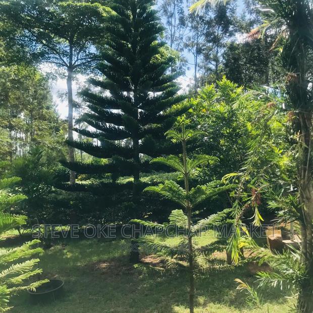 1 One Acre With a 3 Bedroom House Ready Clean Title Deed - thumbnail 13