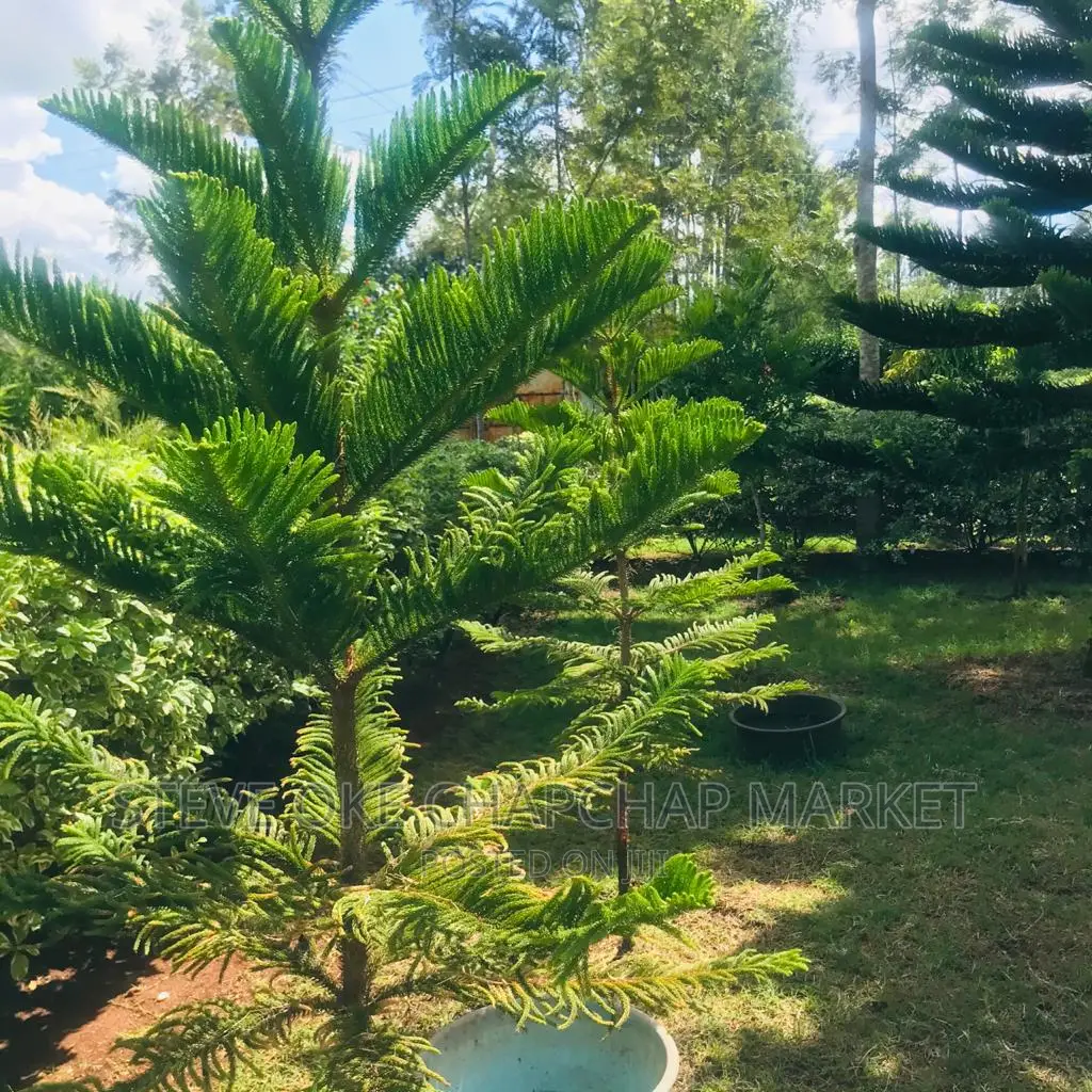 1 One Acre With a 3 Bedroom House Ready Clean Title Deed