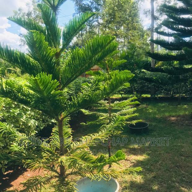 1 One Acre With a 3 Bedroom House Ready Clean Title Deed - thumbnail 14