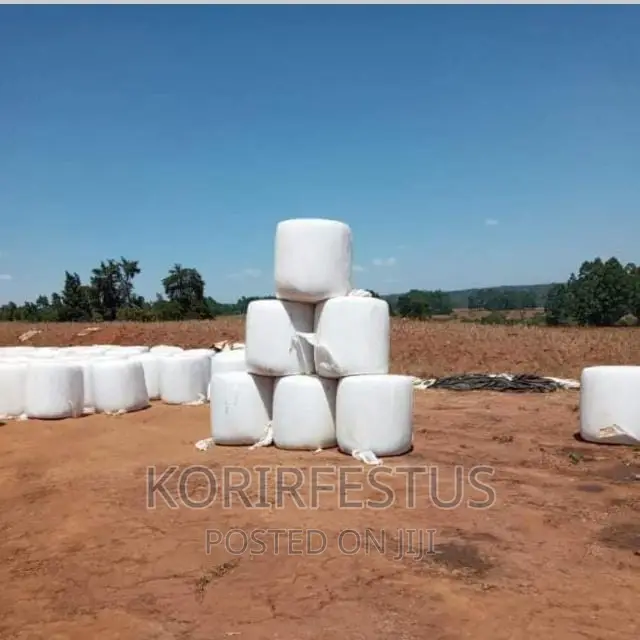 Full Corn Maize Silage