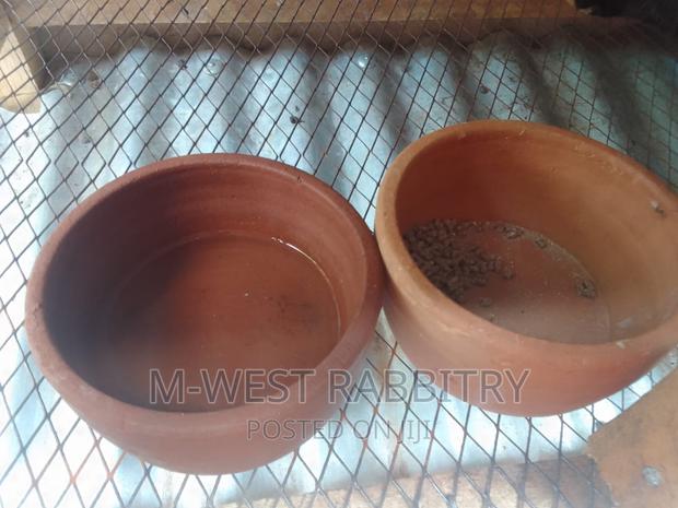 M-West Rabbitry - thumbnail 4