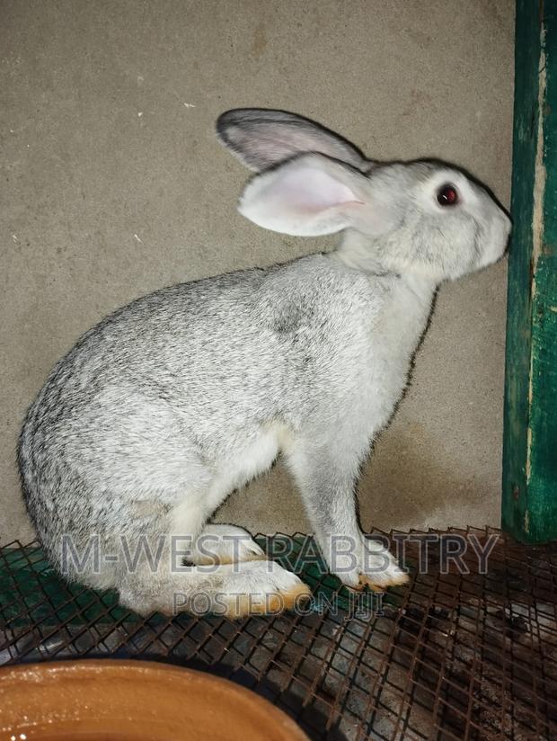 M-West Rabbitry - thumbnail 5