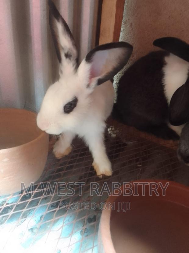 M-West Rabbitry - thumbnail 8