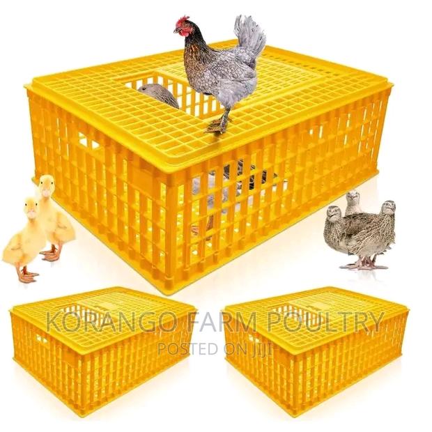 Chicks Transport  Tray