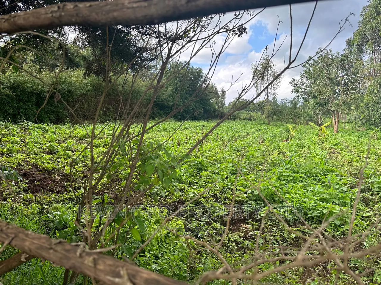 Affordable 1/4 Acre Plot for Sale in Kikuyu-Thigio