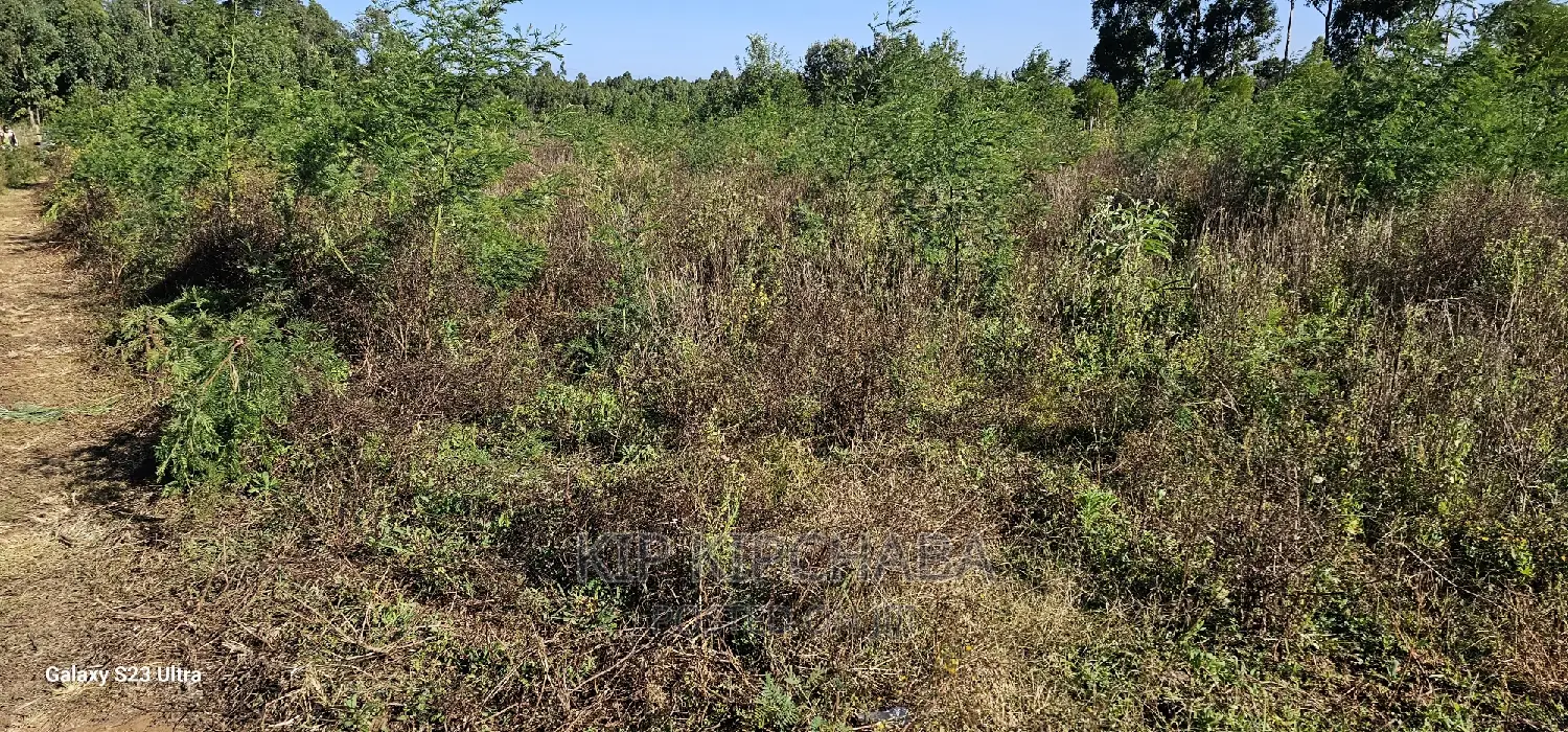 1⁄4 Plot for Sale in Royalton After Annex in Eldoret