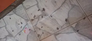 Thermal Fogging Pest Control