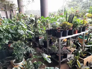 Planting Pots. Variety of Colors Available. Moq 5.
