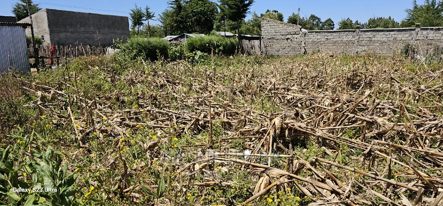 Reidentical Plot for Sale in Chepkanga Eldoret
