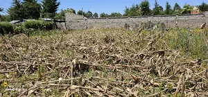 Reidentical Plot for Sale in Chepkanga Eldoret