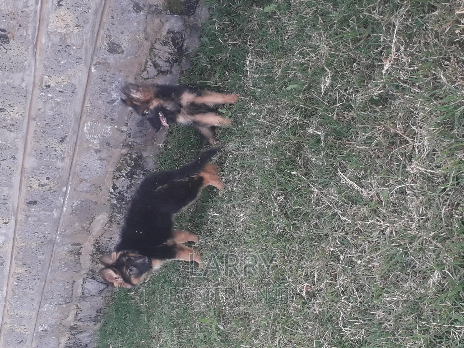 1-3 months Female Purebred German Shepherd