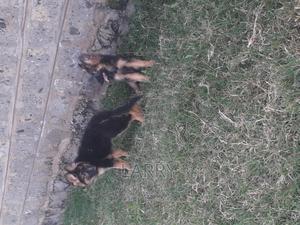 1-3 months Female Purebred German Shepherd - thumbnail 2