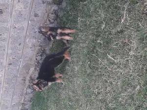 1-3 months Female Purebred German Shepherd