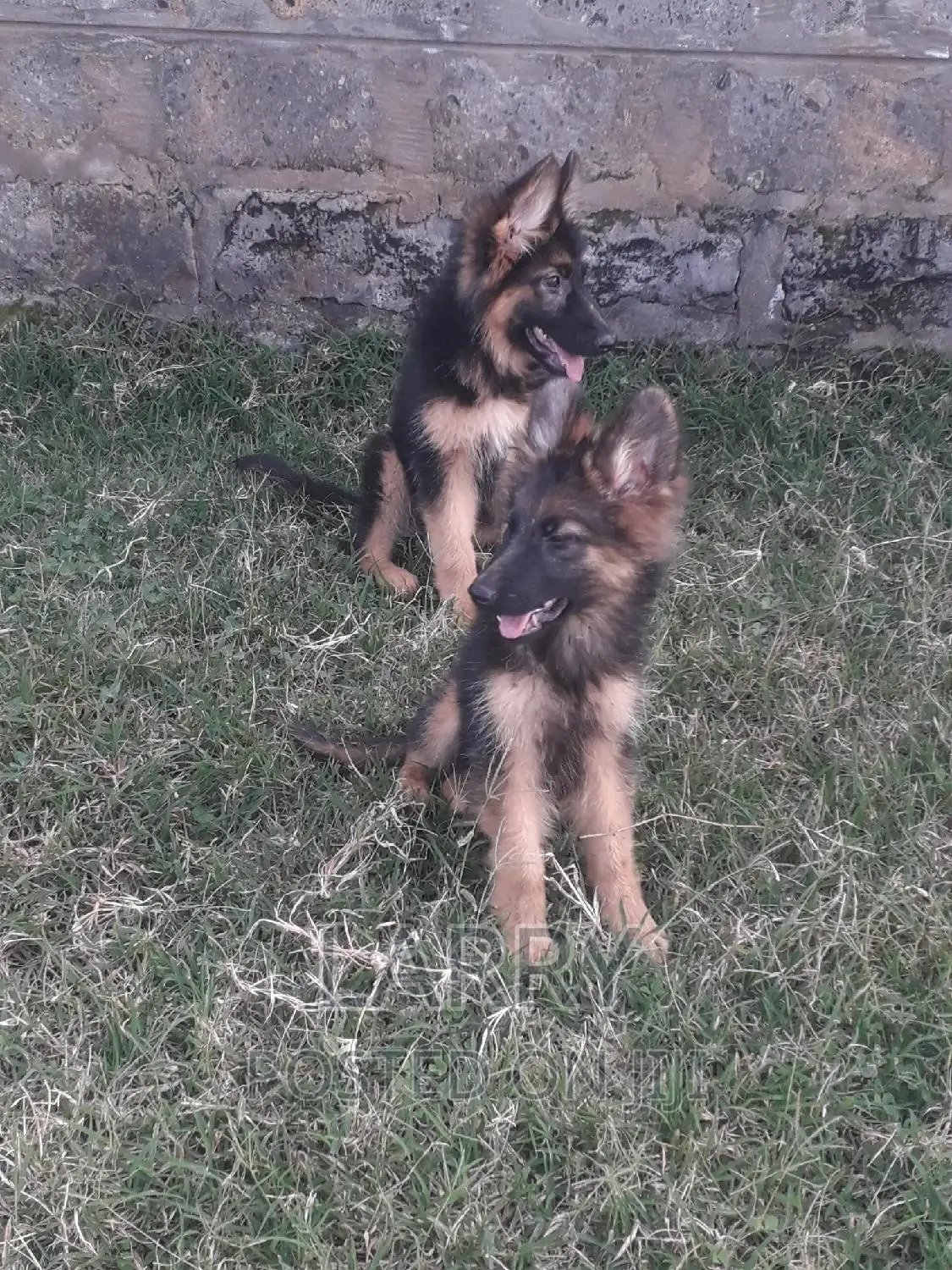 1-3 months Male Purebred German Shepherd