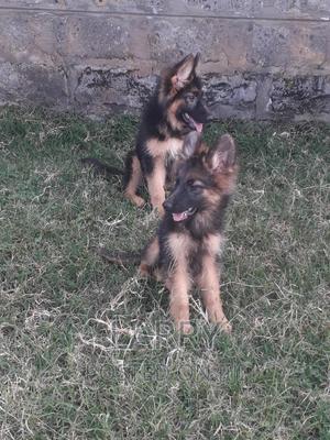 1-3 months Male Purebred German Shepherd - thumbnail 2