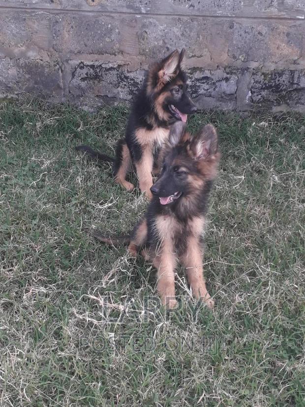 1-3 months Male Purebred German Shepherd - main view