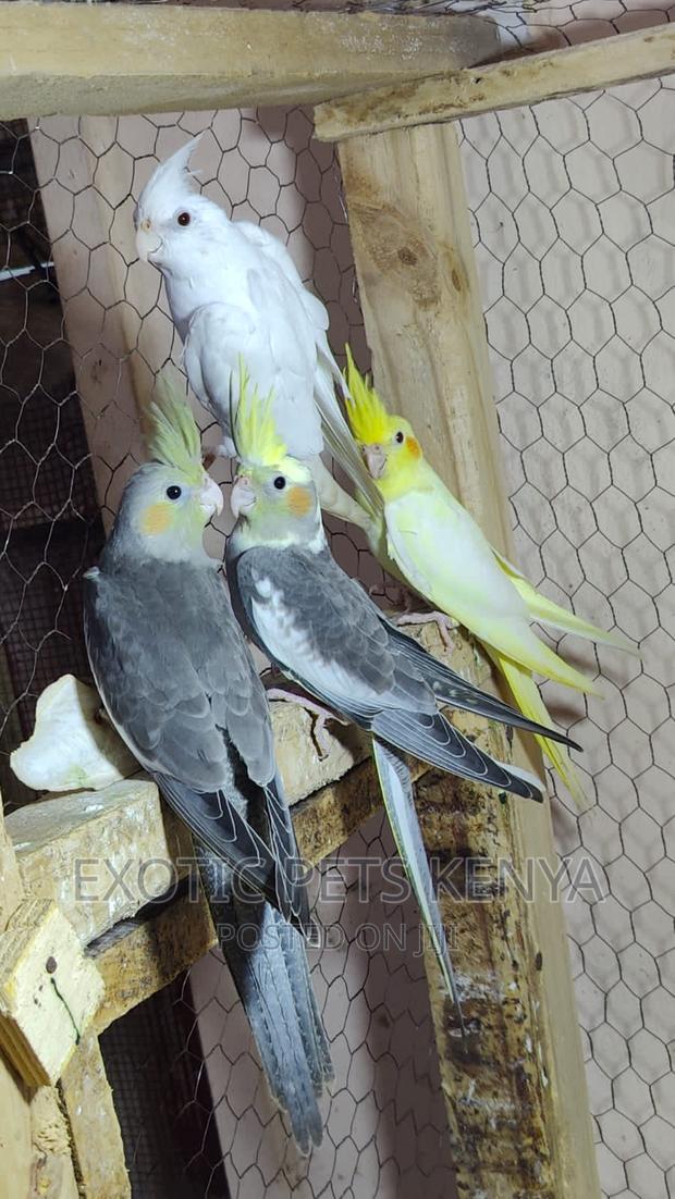 Mature Cockatiels - main view