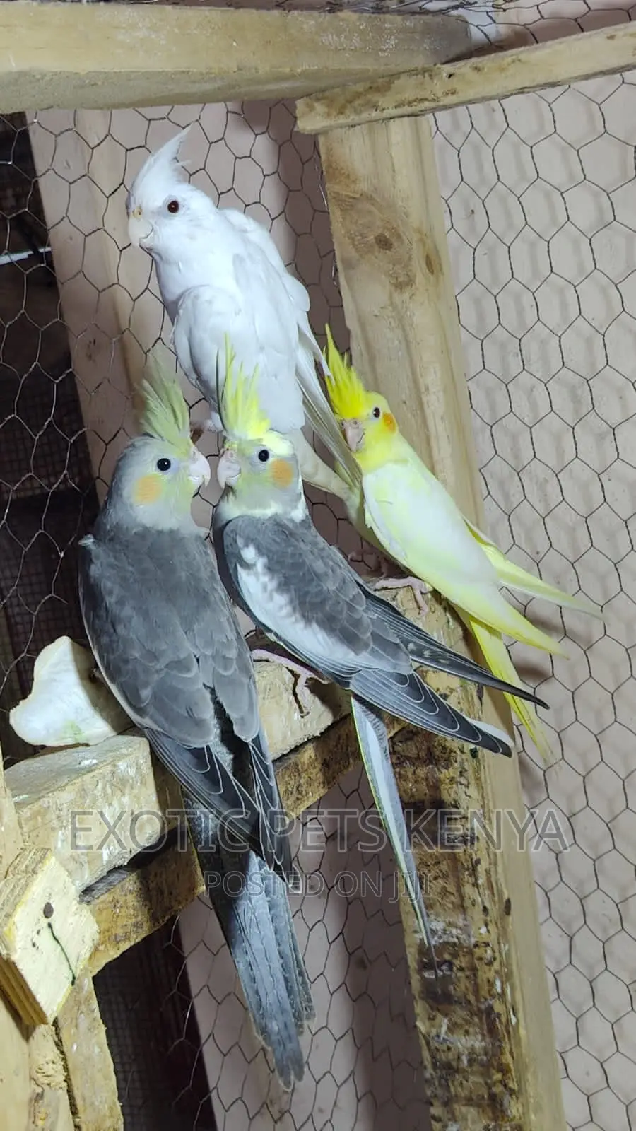 Mature Cockatiels