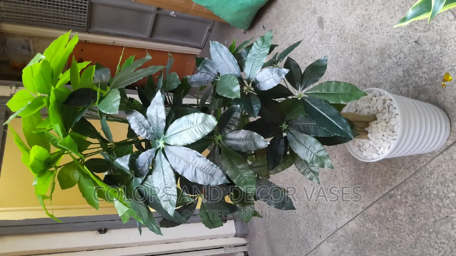 Mango Plant 1.8m