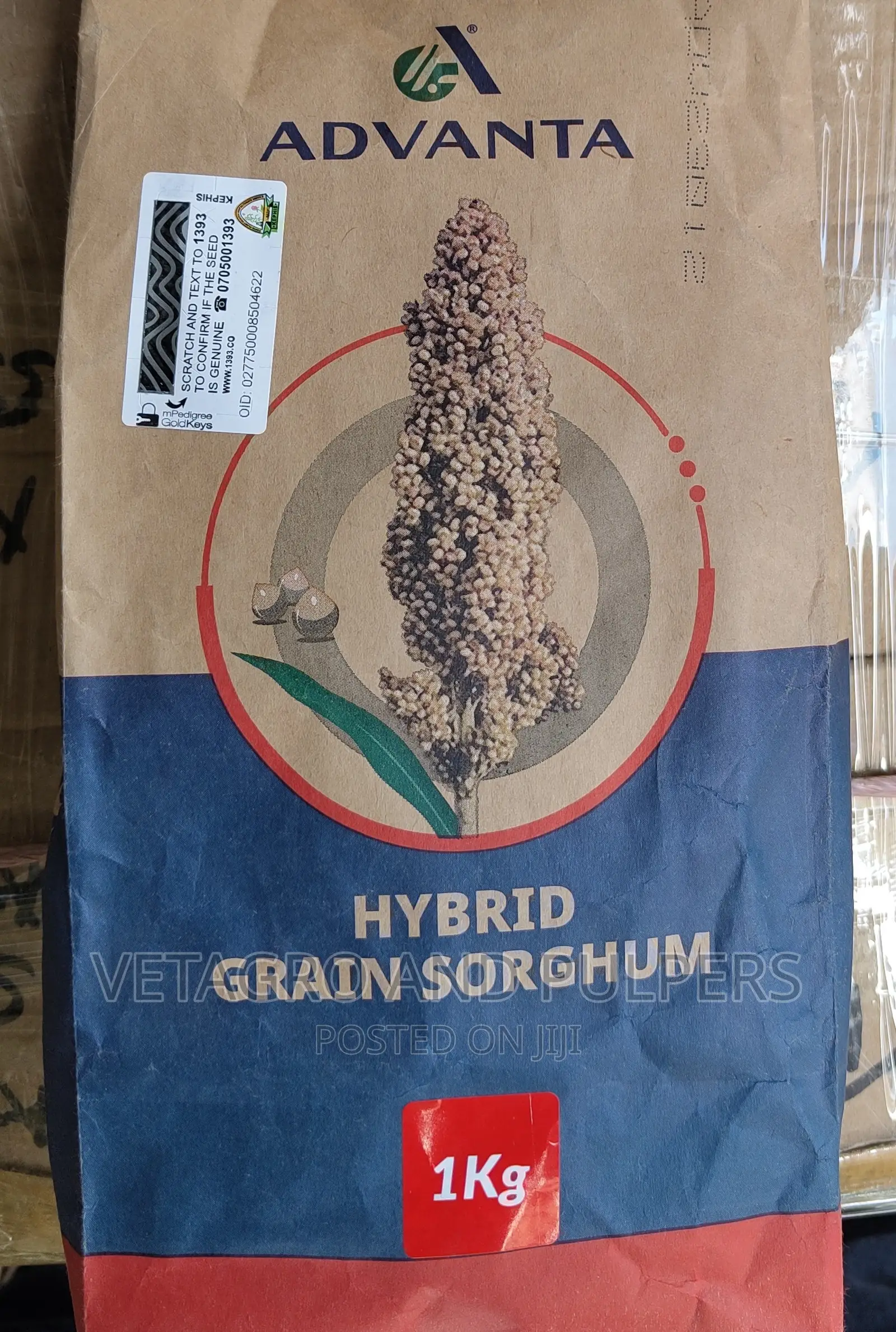 Hybrid Grain Sorghurm Seeds
