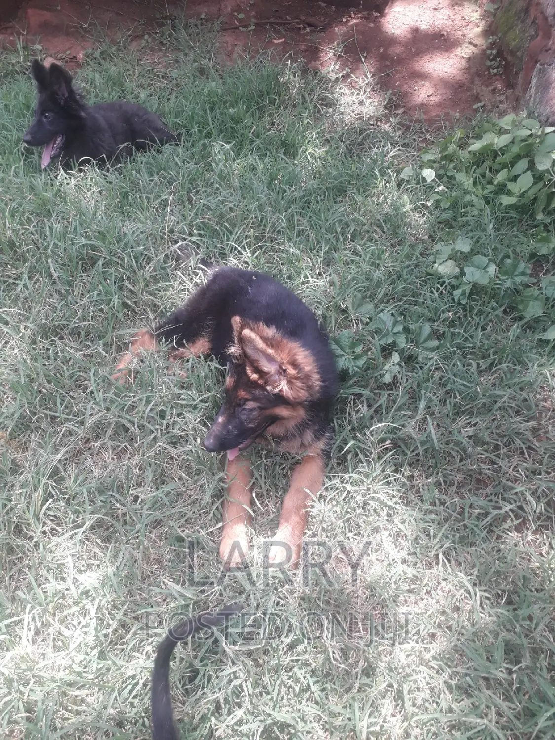 1-3 months Female Purebred German Shepherd