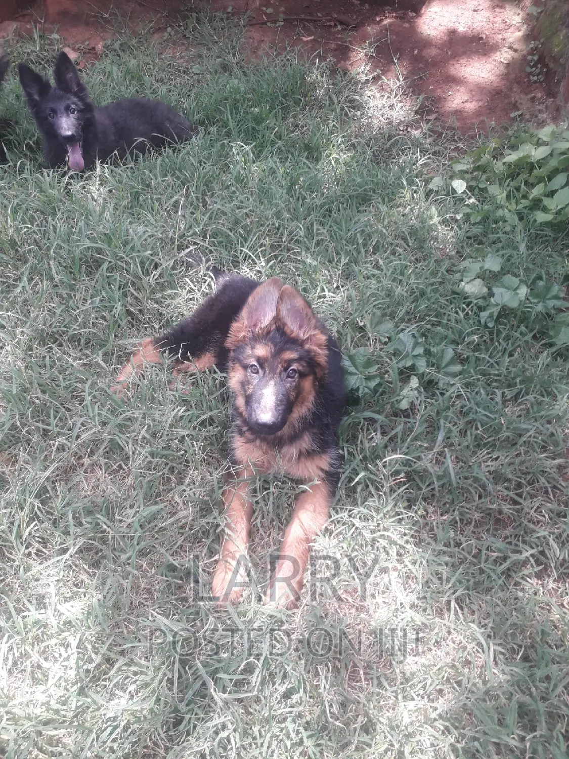 1-3 months Female Purebred German Shepherd