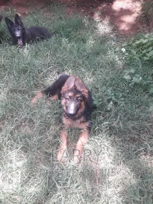 1-3 months Female Purebred German Shepherd