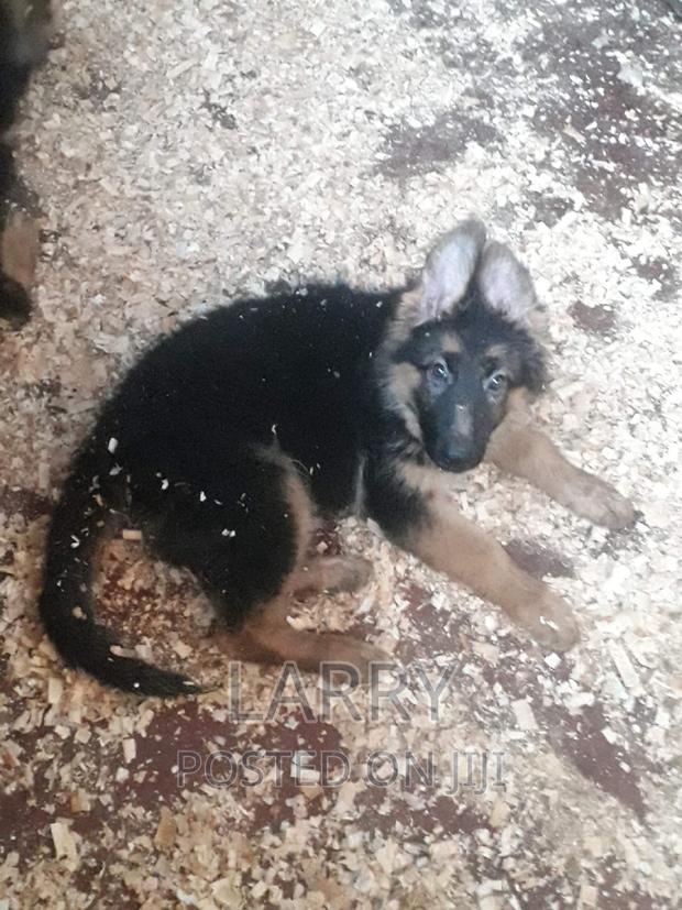1-3 months Female Purebred German Shepherd - main view