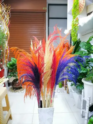 Pampas Grass on Offer Price