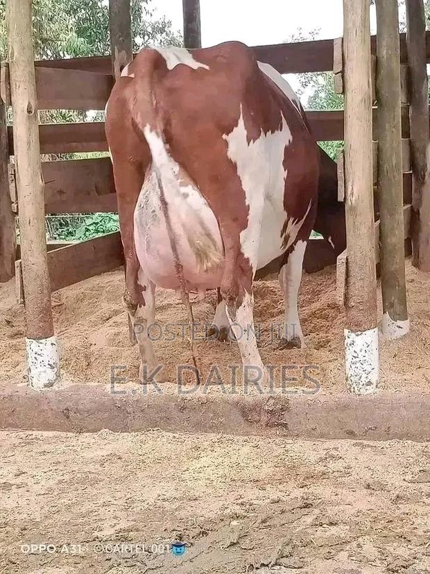 Super Giant Pedigrees - thumbnail 3