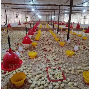 Damly Highly Durable Gas Chick Brooder Warmers