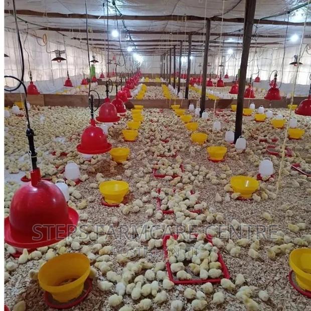 Damly Highly Durable Gas Chick Brooder Warmers - thumbnail 2