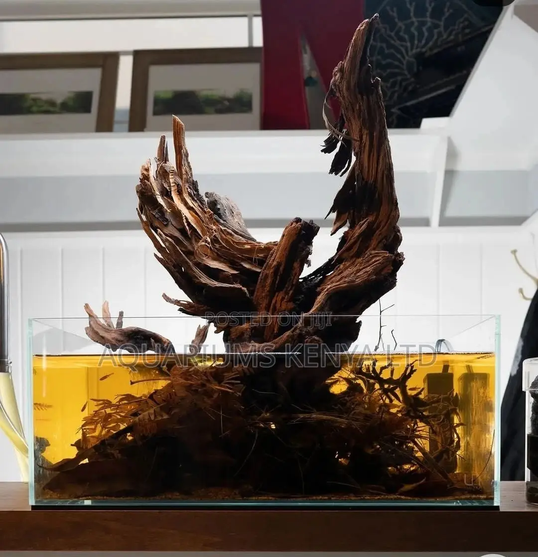 Nature Aquariums, Beauty Transformation