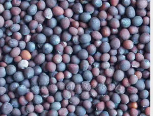 Canola Planting Seeds 10kgs