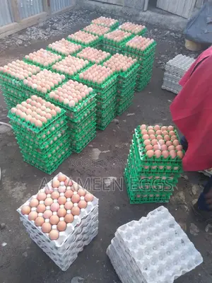 Eggs Available