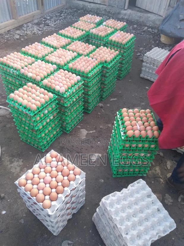 Eggs Available - thumbnail 2