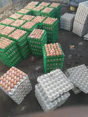 Eggs Available