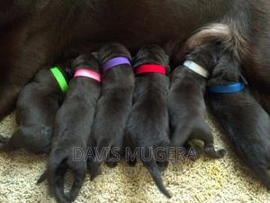 Colorful Puppy Litter Identification Bands - thumbnail 2