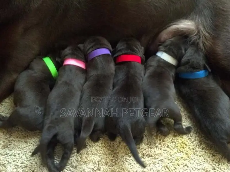 Colorful Puppy Litter Identification Bands