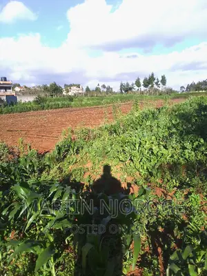 1⁄8 Murengeti