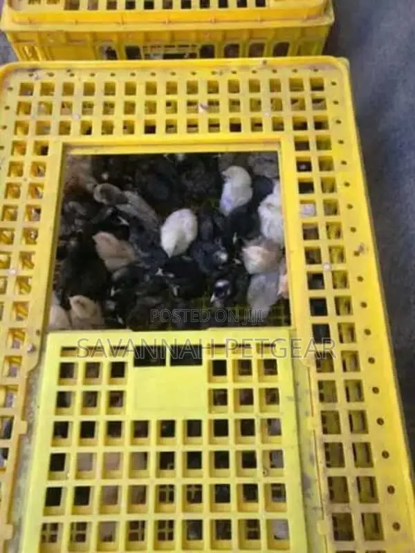 Live Chicken Transport Crates - Xl Size